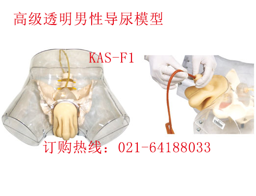 透明男性导尿模型