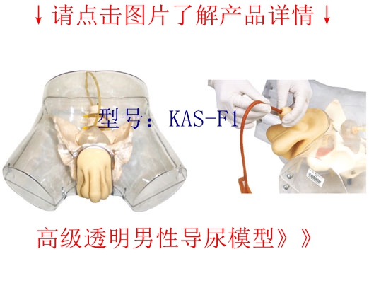 医学教学模型