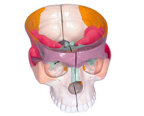 彩色颅底解剖放大
