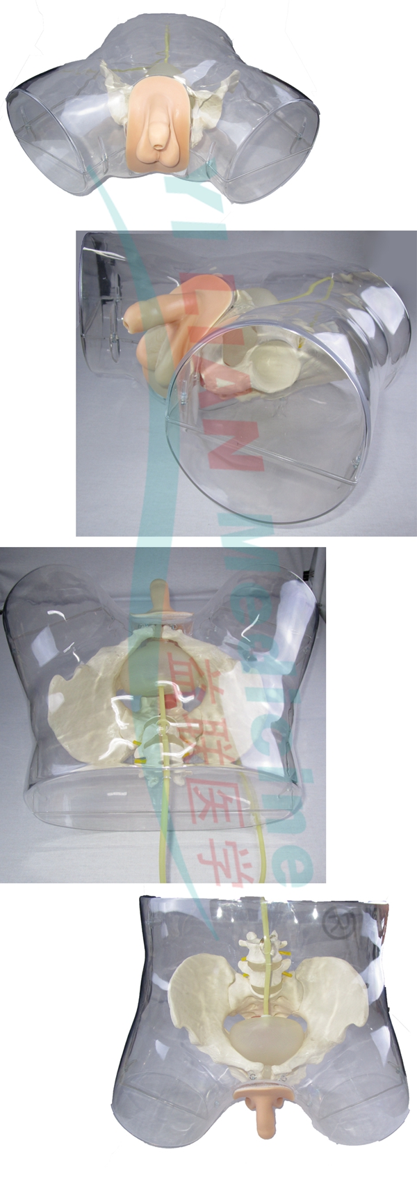 高级透明男性导尿模型