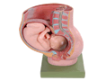 骨盆妊娠九个月胎儿模型