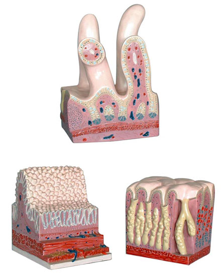 消化管道构造模型（3部分）