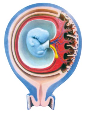 胎儿胎膜与子宫的关系（1部件）